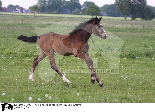 galoppierendes Holsteiner Fohlen / galloping foal / BM-01708