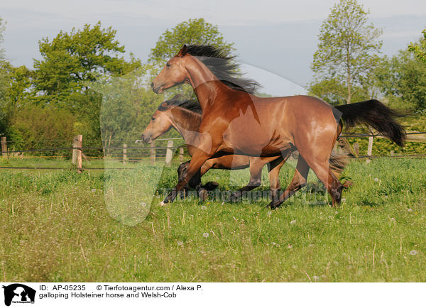galoppierender Holsteiner und Welsh-Cob / galloping Holsteiner horse and Welsh-Cob / AP-05235