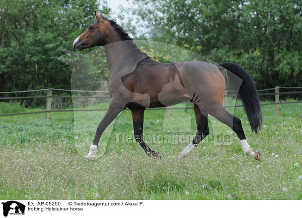 trabender Holsteiner / trotting Holsteiner horse / AP-05250