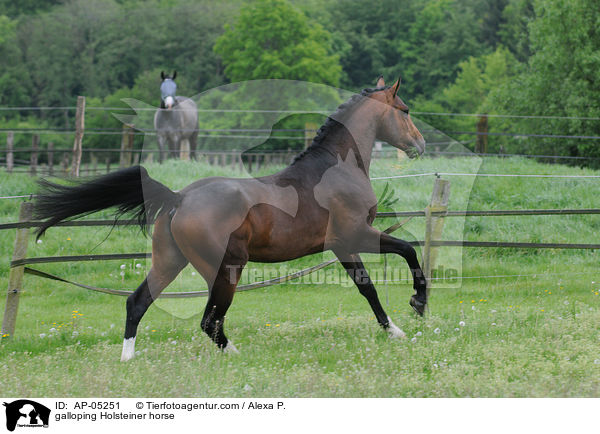 galoppierender Holsteiner / galloping Holsteiner horse / AP-05251
