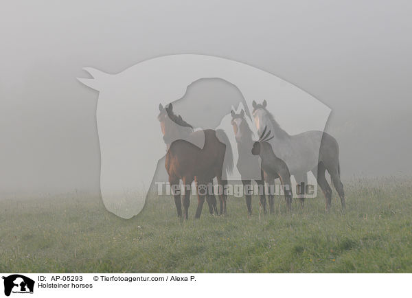Holsteiner / Holsteiner horses / AP-05293