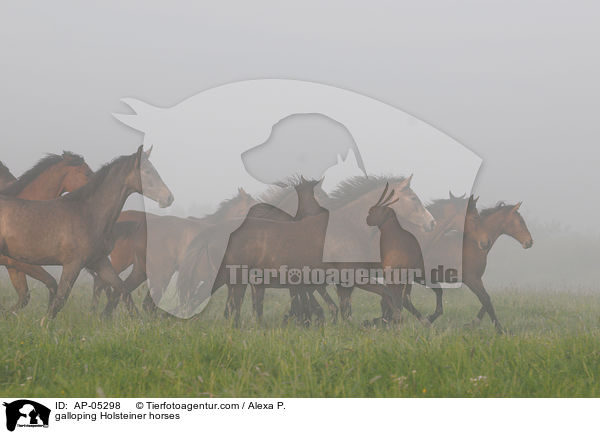 galoppierende Holsteiner / galloping Holsteiner horses / AP-05298