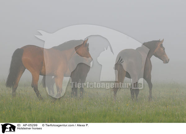 Holsteiner / Holsteiner horses / AP-05299
