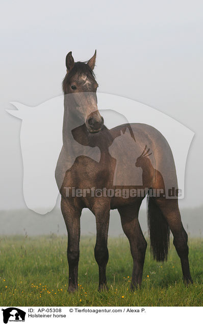 Holsteiner / Holsteiner horse / AP-05308