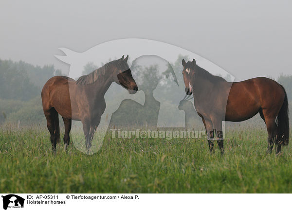 Holsteiner / Holsteiner horses / AP-05311