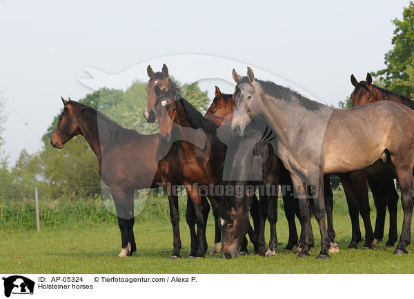 Holsteiner / Holsteiner horses / AP-05324