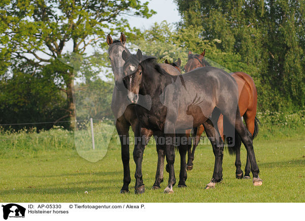 Holsteiner / Holsteiner horses / AP-05330