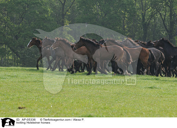 trabende Holsteiner / trotting Holsteiner horses / AP-05336