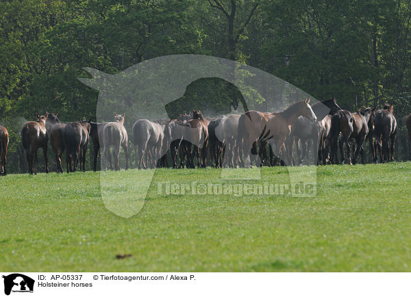 Holsteiner / Holsteiner horses / AP-05337