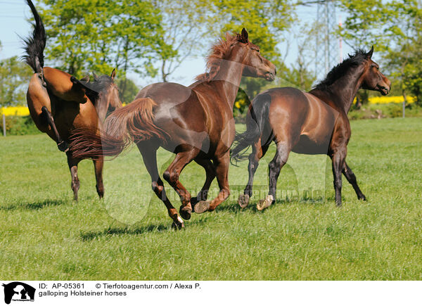 galoppierende Holsteiner / galloping Holsteiner horses / AP-05361