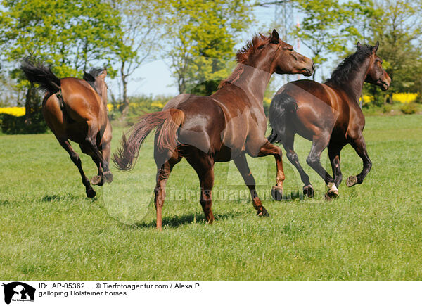 galoppierende Holsteiner / galloping Holsteiner horses / AP-05362