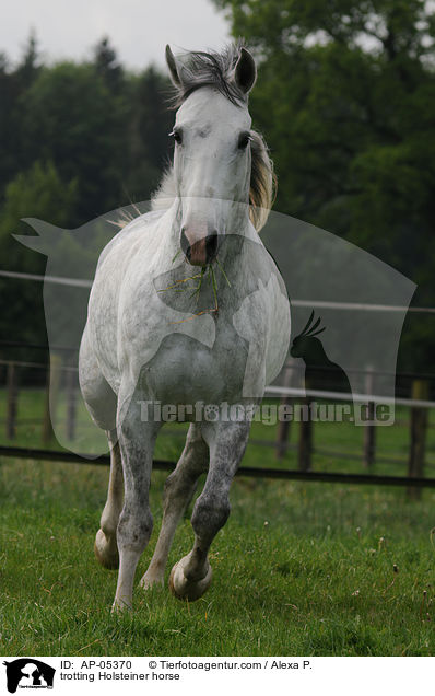 trabender Holsteiner / trotting Holsteiner horse / AP-05370