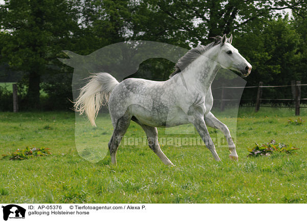 galoppierender Holsteiner / galloping Holsteiner horse / AP-05376