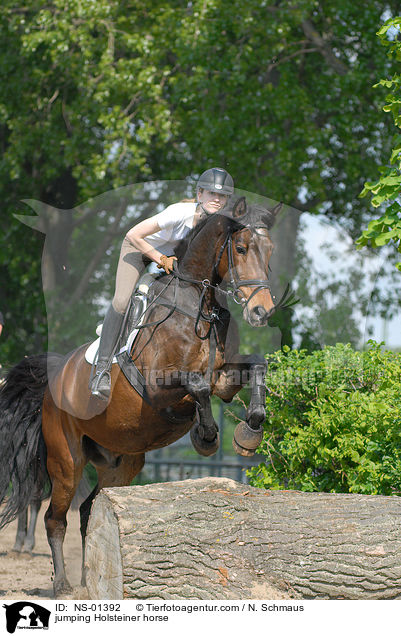jumping Holsteiner horse / NS-01392