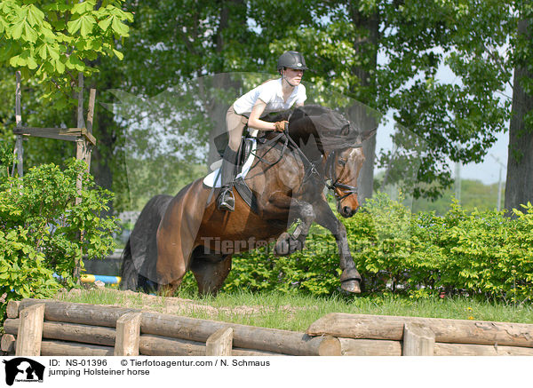 jumping Holsteiner horse / NS-01396
