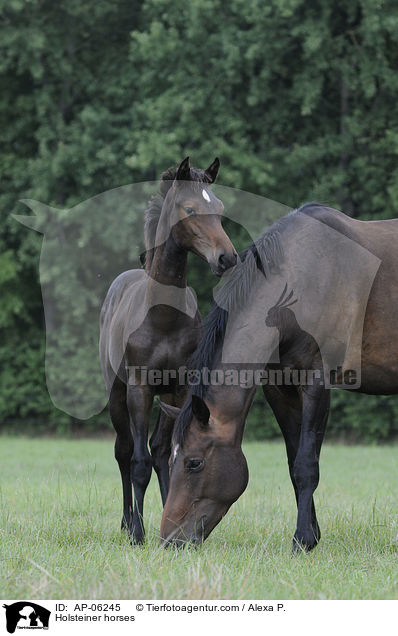 Holsteiner / Holsteiner horses / AP-06245
