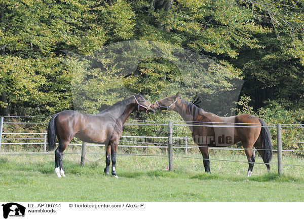 Holsteiner / warmbloods / AP-06744