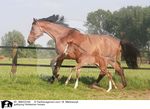 galoppierende Holsteiner / galloping Holsteiner horses / BM-02349