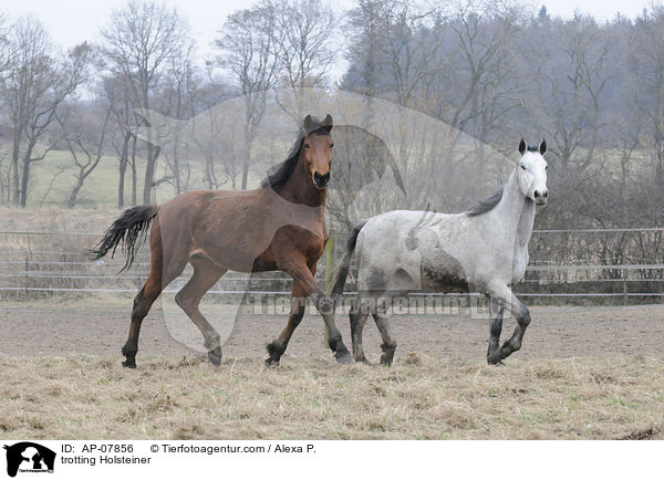 trabende Holsteiner / trotting Holsteiner / AP-07856