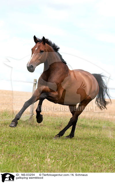 galoppierender Holsteiner / galloping warmblood / NS-03254