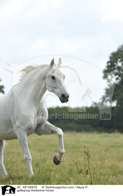 galloping Holsteiner horse / AP-08976