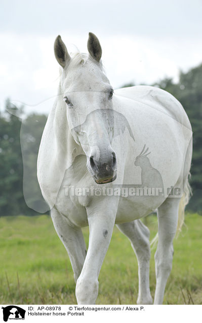 Holsteiner horse Portrait / AP-08978