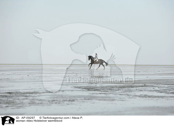 Frau reitet Holsteiner / woman rides Holsteiner warmblood / AP-09297