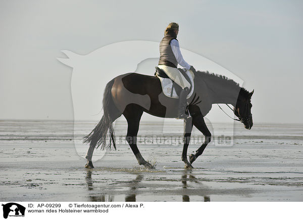 Frau reitet Holsteiner / woman rides Holsteiner warmblood / AP-09299