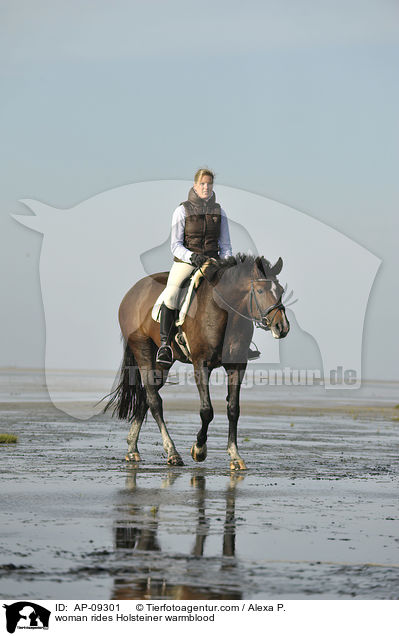 Frau reitet Holsteiner / woman rides Holsteiner warmblood / AP-09301