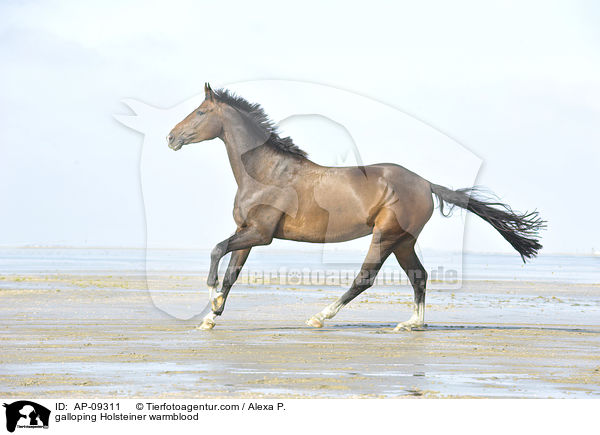 galoppierender Holsteiner / galloping Holsteiner warmblood / AP-09311