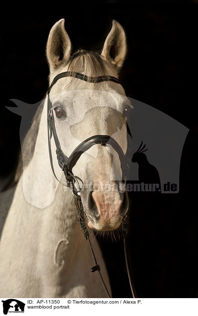 warmblood portrait / AP-11350