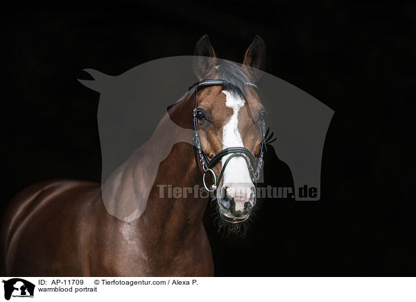 Holsteiner Portrait / warmblood portrait / AP-11709