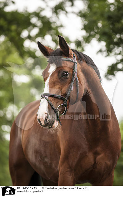 warmblood portrait / AP-11719