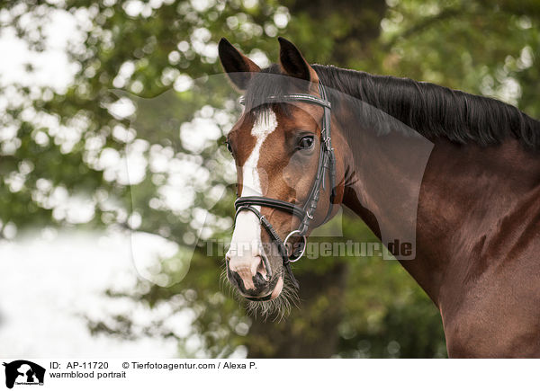 Holsteiner Portrait / warmblood portrait / AP-11720