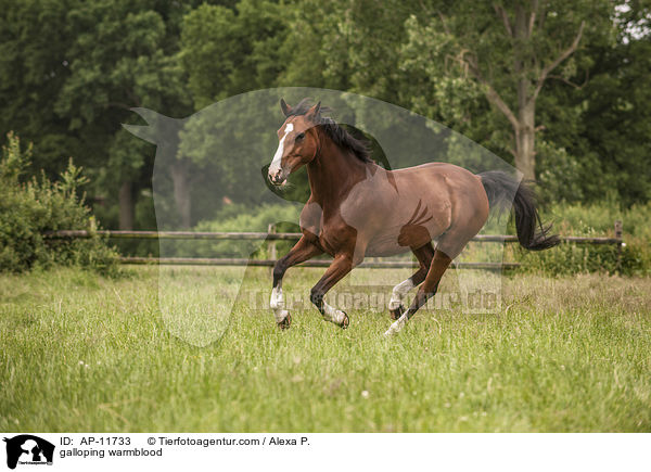 galoppierender Holsteiner / galloping warmblood / AP-11733