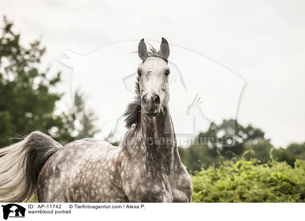 Holsteiner Portrait / warmblood portrait / AP-11742