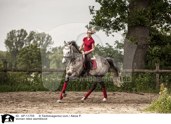 Frau reitet Holsteiner / woman rides warmblood / AP-11755