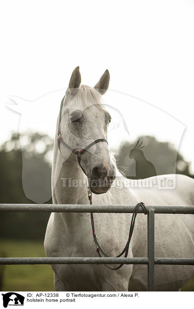 Holsteiner Portrait / AP-12338