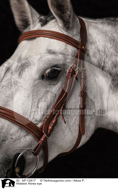 Holstein Horse eye / AP-12917