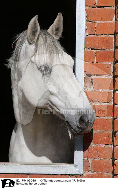 Holsteiner Portrait / holsteins horse portrait / PM-05640