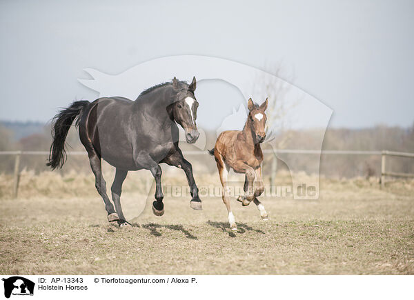 Holsteiner / Holstein Horses / AP-13343