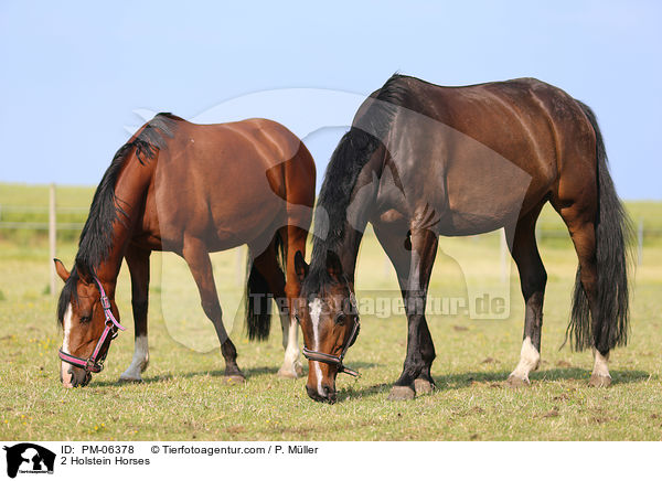 2 Holsteiner / 2 Holstein Horses / PM-06378