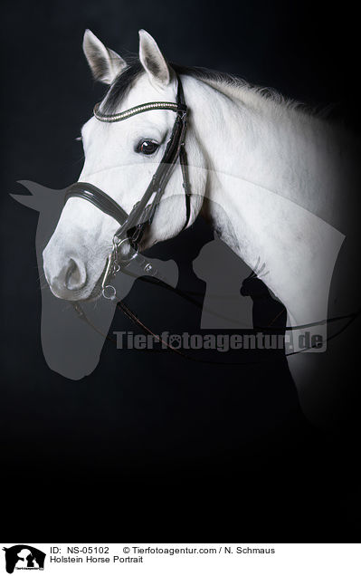 Holsteiner Portrait / Holstein Horse Portrait / NS-05102