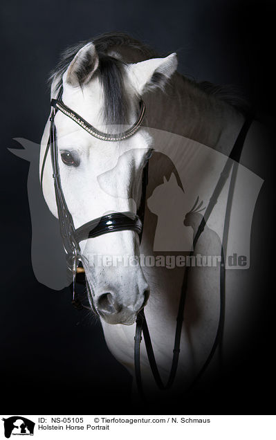 Holsteiner Portrait / Holstein Horse Portrait / NS-05105