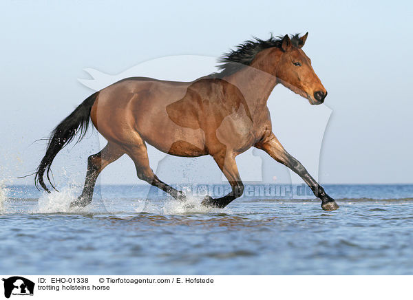 trabender Holsteiner / trotting holsteins horse / EHO-01338