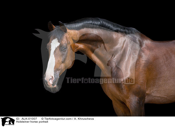 Holsteiner Portrait / Holsteiner horse portrait / ALK-01007