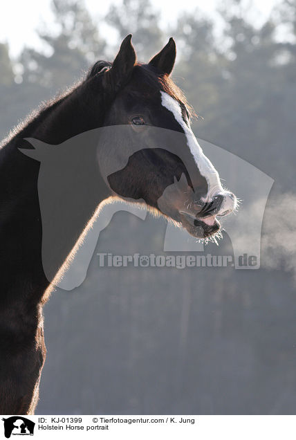 Holsteiner Portrait / Holstein Horse portrait / KJ-01399