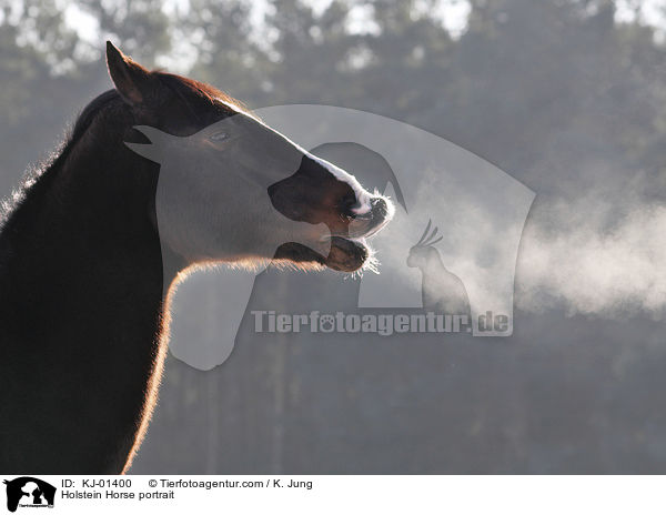 Holsteiner Portrait / Holstein Horse portrait / KJ-01400