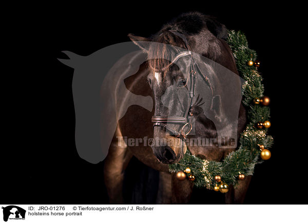 Holsteiner Portrait / holsteins horse portrait / JRO-01276