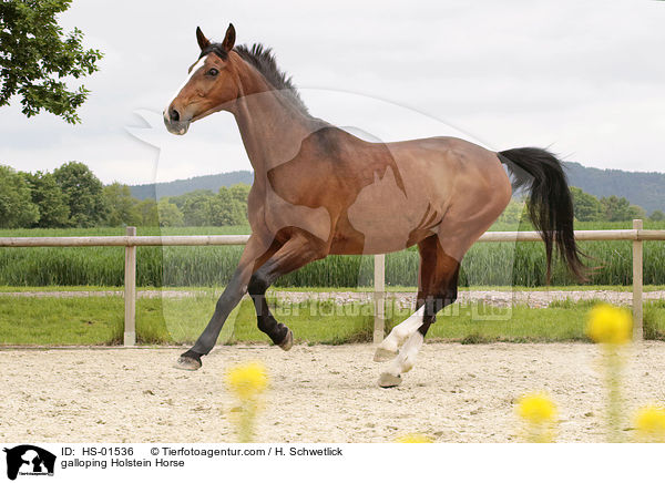 galoppierender Holsteiner / galloping Holstein Horse / HS-01536